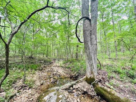 639 E Campground Rd, Ash Flat, AR 72513 photo 3