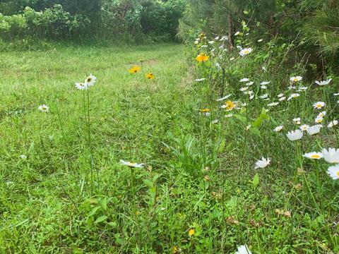 554 Bee Branch Rd, Quitman, AR 72131 photo 8