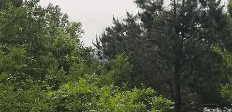 89 Peaceful Pl, Caddo Gap, AR 71935 photo 6