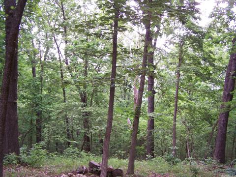 434 Griffin, Hardy, AR 72542 photo 14