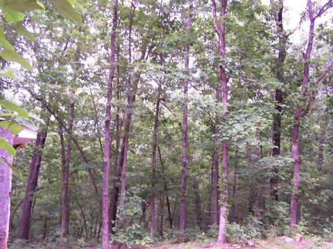 434 Griffin, Hardy, AR 72542 photo 11