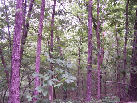 434 Griffin, Hardy, AR 72542 photo 15