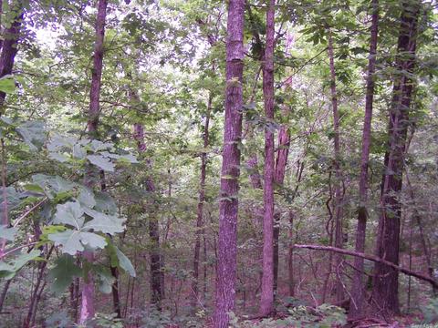 434 Griffin, Hardy, AR 72542 photo 16