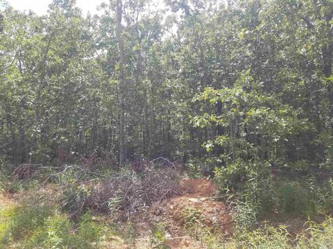 42 Megan Ln, Conway, AR 72032 photo 7