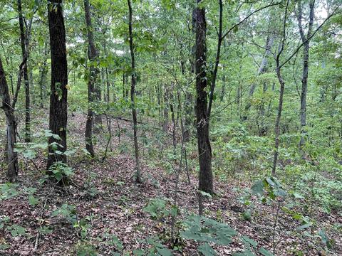 310 Devils Fork Ranch Rd, Drasco, AR 72530 photo 21