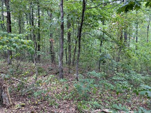 310 Devils Fork Ranch Rd, Drasco, AR 72530 photo 20
