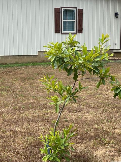 81 Cedar, Greenbrier, AR 72058 photo 20