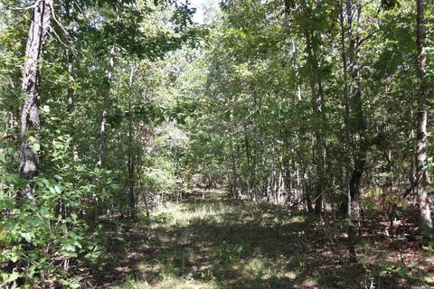 tbd Squirrel Hill Rd, Glencoe, AR 72576 photo 4