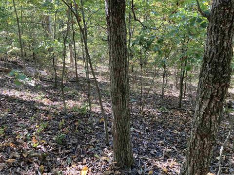 169 Glaze Loop Rd, Bald Knob, AR 72010 photo 37