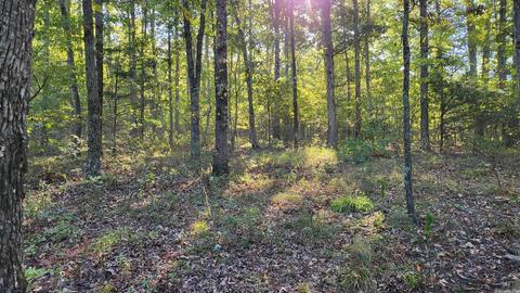 1289 Crossing Rd, Marshall, AR 72650 photo 5