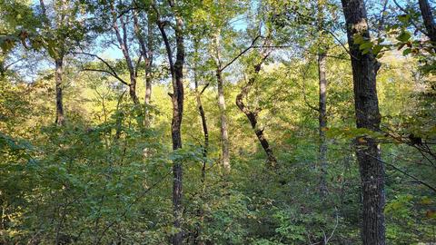 1289 Crossing Rd, Marshall, AR 72650 photo 36