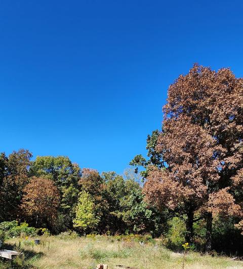 115 E Justice Rd, Cabot, AR 72023 photo 4