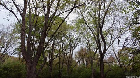 11 Azalea Loop, Conway, AR 72032 photo 11