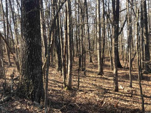 325 Elba Rd, Clinton, AR 72031 photo 48