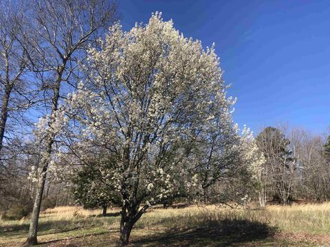 325 Elba Rd, Clinton, AR 72031 photo 33
