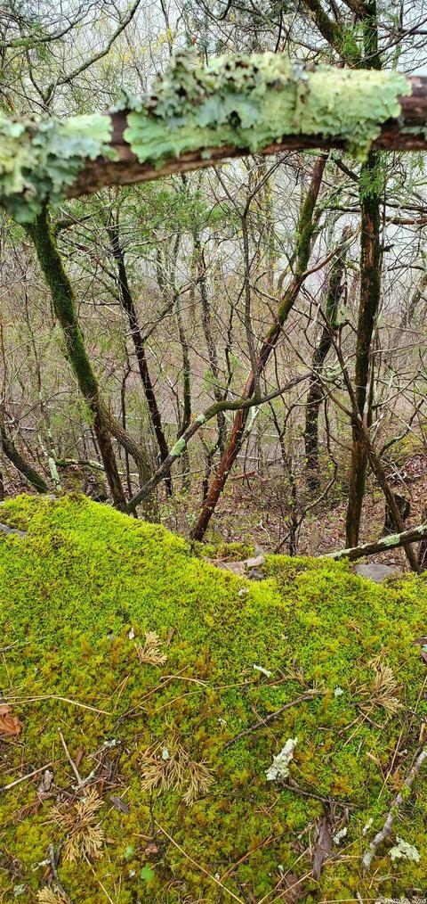 676 Fowler Rd, Melbourne, AR 72556 photo 6