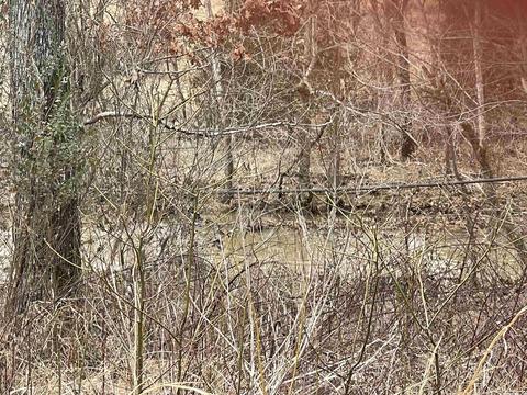 57 Evans Rd, Ash Flat, AR 72513 photo 21