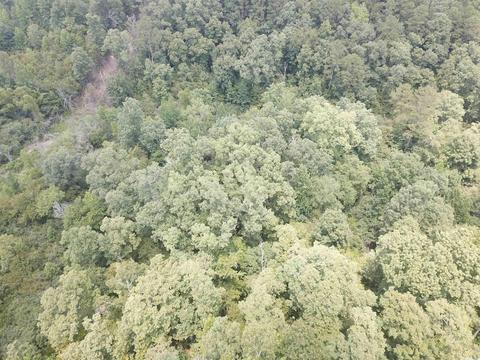 249 Highway 278 E, Wickes, AR 71973 photo 39