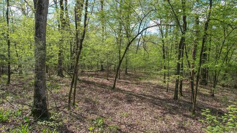 tbd Cedar Bluff Rd, Gillham, AR 71841 photo 42