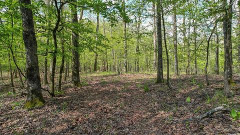 tbd Cedar Bluff Rd, Gillham, AR 71841 photo 41