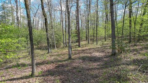 tbd Cedar Bluff Rd, Gillham, AR 71841 photo 38