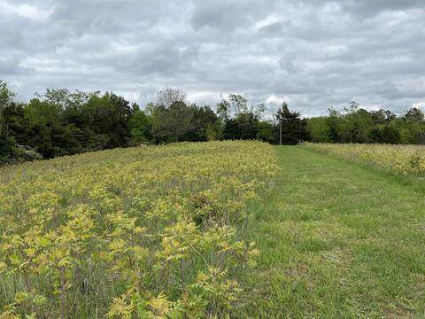 5587 Trace Ridge Rd, Leslie, AR 72645 photo 18