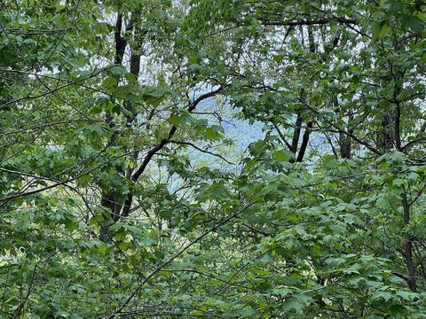 5587 Trace Ridge Rd, Leslie, AR 72645 photo 9