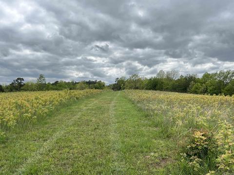 5587 Trace Ridge Rd, Leslie, AR 72645 photo 13