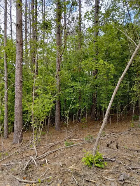 Nn Lot #6 Castle, Glenwood, AR 71943