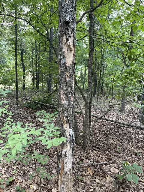 tbd River Oaks Trl, Mammoth Spring, AR 72554 photo 15