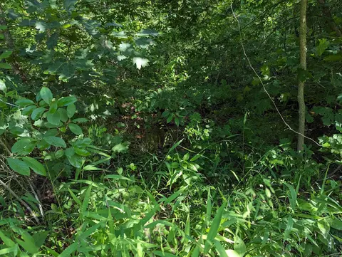 tbd Hopewell Hollow Rd, Norfork, AR 72658 photo 6