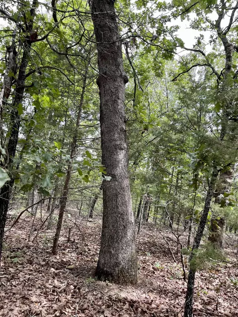 tbd Dove Rd, Gepp, AR 72538 photo 27