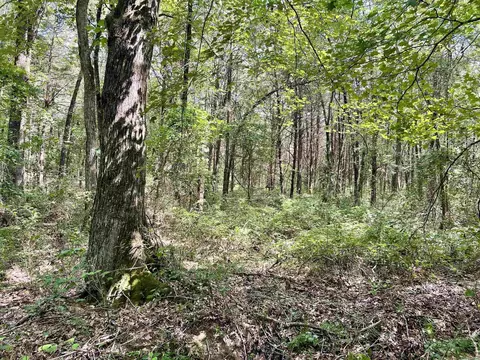 275 Adkisson, Mount Vernon, AR 72111 photo 37