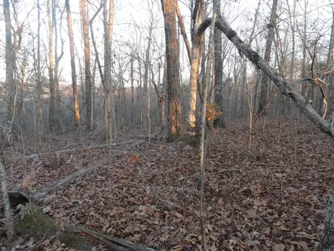 313 Mayapple Rd, Harriet, AR 72639 photo 8