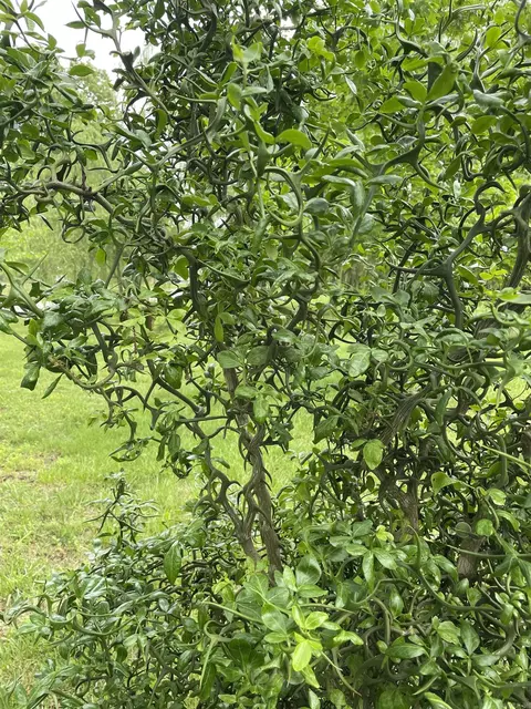 107 E Hopper, Letona, AR 72085 photo 15
