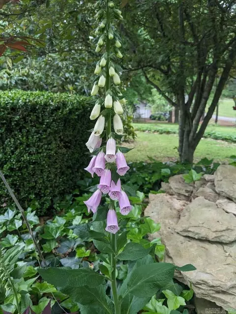 Exterior - 1 Cedar Hill Loop, Conway, AR 72032 photo 8 of 17