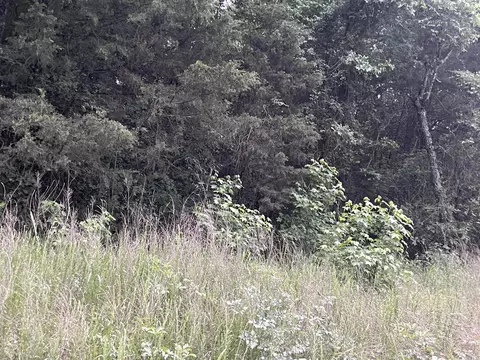 000 Mt Olive, Plumerville, AR 72127 photo 14