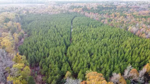 80 Acres Calhoun 199 Rd, Hampton, AR 71744 photo 12