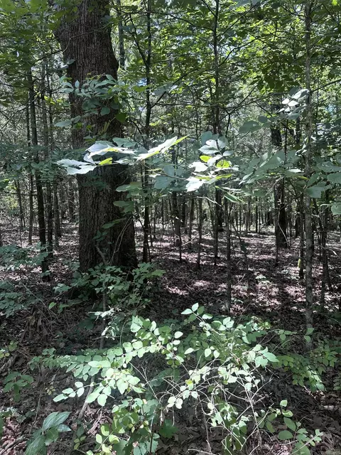 lot15 Duncan Ln, Poughkeepsie, AR 72569