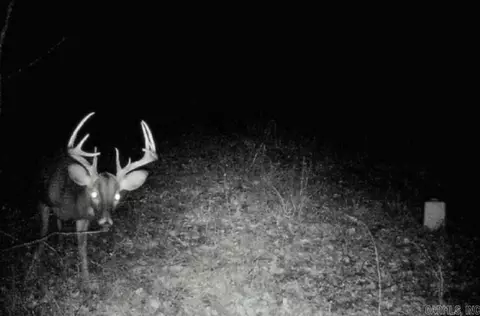 tbd Janesville Rd, Oak Grove Village, LA 71263