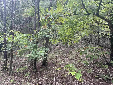 Grassy Gap Road, Harrison, AR 72601 photo 7
