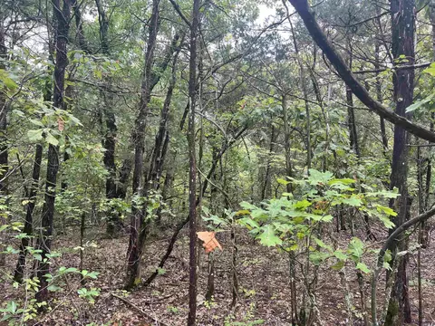 Grassy Gap Road, Harrison, AR 72601 photo 8