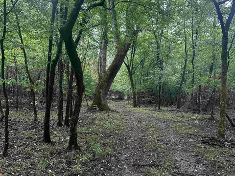 4430 Rye Cutoff, Rison, AR 71665 photo 32