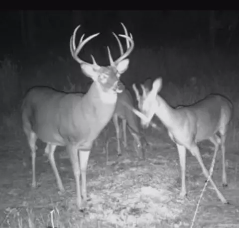 4430 Rye Cutoff, Rison, AR 71665 photo 29