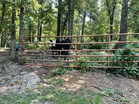 Other - 52 Apple Tree Ln, Melbourne, AR 72556 photo 13 of 16