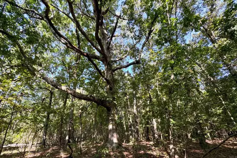 Clay County Rd. 408, Rector, AR 72461 photo 30