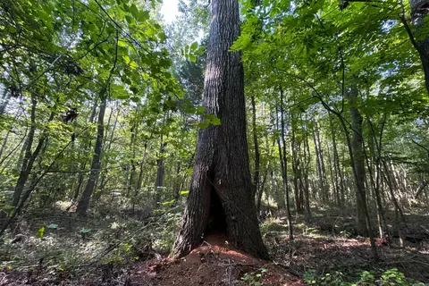 Clay County Rd. 408, Rector, AR 72461 photo 10