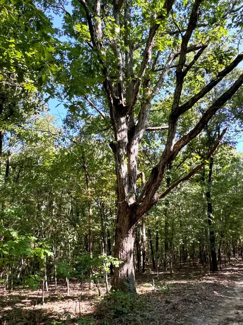 Clay County Rd. 408, Rector, AR 72461 photo 33