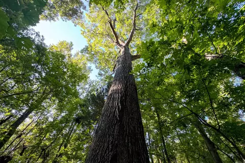 Clay County Rd. 408, Rector, AR 72461 photo 9