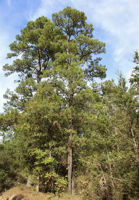 tbd Polk 151, Hatfield, AR 71945 photo 17